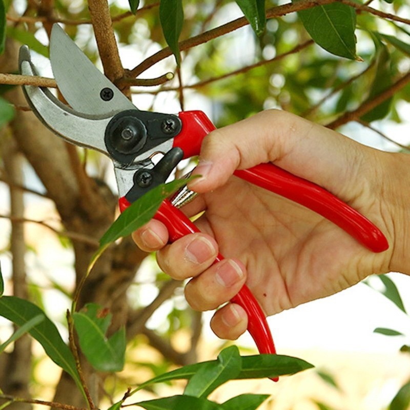 Premium Grafting Pruning Shear - Bonsai Garden Rake 리뷰 및 가격