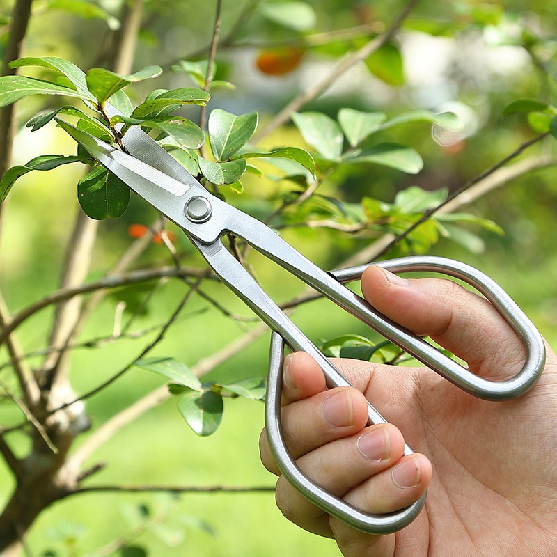 Tender Leaf Scissors Bonsai To - Bonsai Garden Rake 리뷰 및 가격