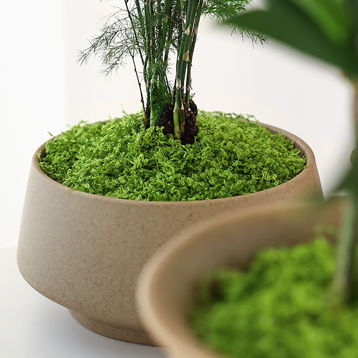 about 20g Artificial Green Pla - Bonsai Garden Decor 리뷰 및 가격