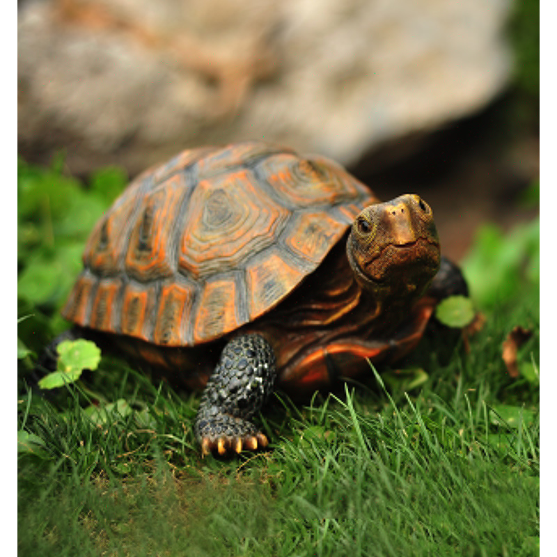 Cute Resin Tortoise Statue Out - Bonsai Garden With Pond 리뷰 및 가격